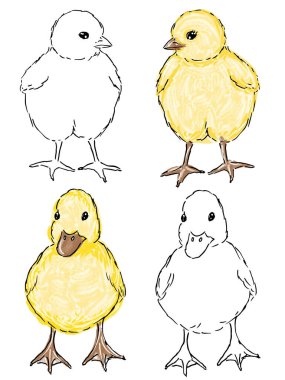 Civciv ve ördek eliyle çizilmiş çizim seti. Yeni doğmuş şirin çiftlik yavru kuşları. Gerçekçi piliç ve ördek resmi beyaz arka planda. Vektör illüstrasyonu