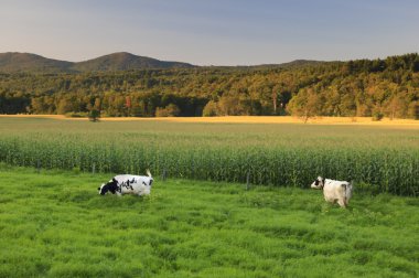 Cows and a field of corn in Stowe, Vt. USA clipart