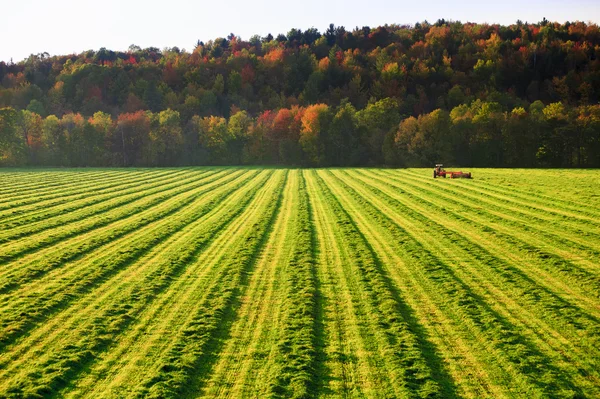 Viejo tractor de granja en un campo. — Foto de Stock