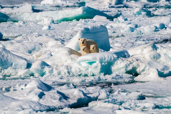 Mother Polar Bear Two Cubs Sitting Ice Bolder Large Ice — 图库照片