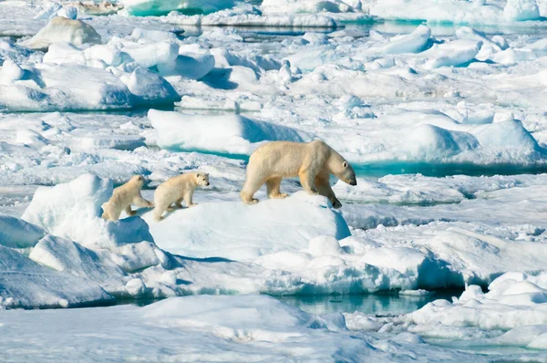 Mother Polar Bear Her Two Cubs Walking Ice Pack Arctic — 图库照片
