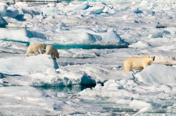 Mother Polar Bear Her Two Cubs Walking Ice Pack Arctic — 图库照片