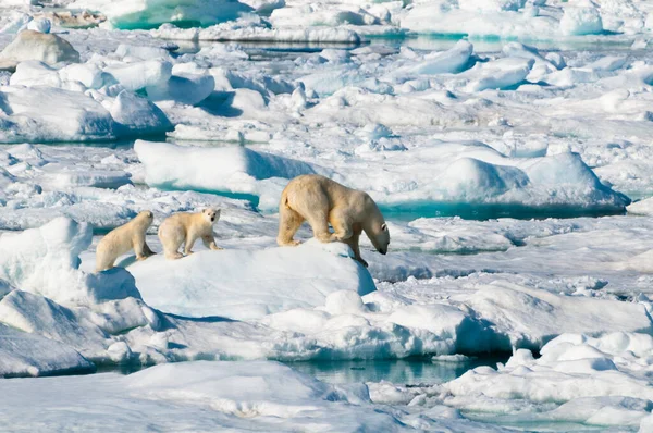 Mother Polar Bear Her Two Cubs Walking Ice Pack Arctic — Foto de Stock