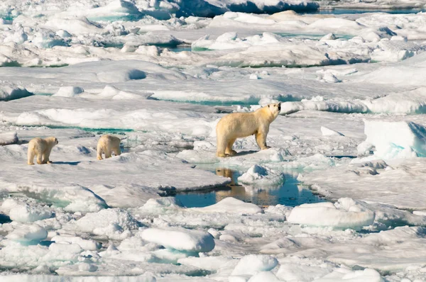 Mother Polar Bear Her Two Cubs Walking Ice Pack Arctic — Foto de Stock