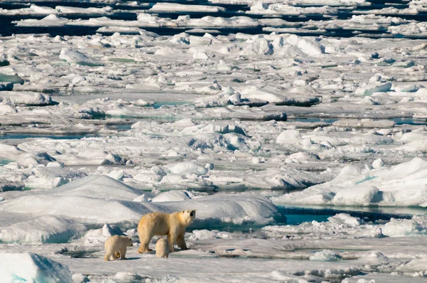 Mother Polar Bear Her Two Cubs Walking Ice Pack Arctic — Foto de Stock