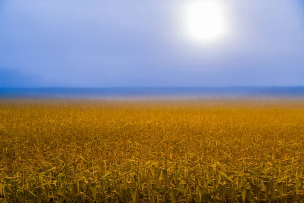 Salida Del Sol Sobre Una Niebla Envuelta Maizal Stowe Vermont — Foto de Stock