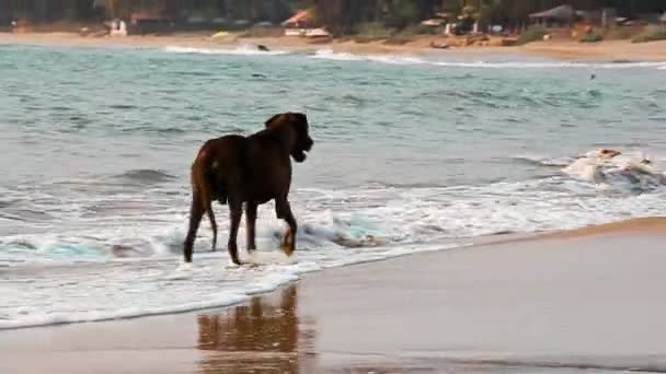 Goa hond — Stockvideo