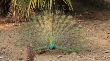 Andaman Adaları Hindistan peacock ross Adası