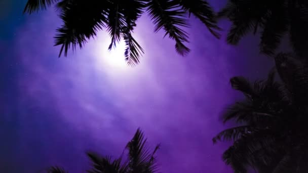 Chmury, księżyc, palmy i w nocy. timelapse. — Wideo stockowe