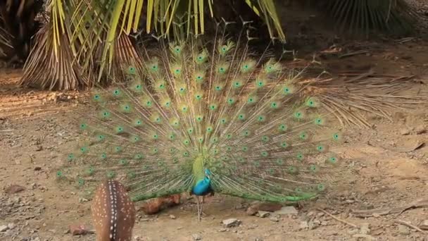 Påfågel Andamanerna Indien ross island — Stockvideo