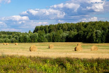 Açık bir günde, tarlada kesilmiş sarı saman balyaları. Çiftlik hayvanları için besleme hazırlığı.