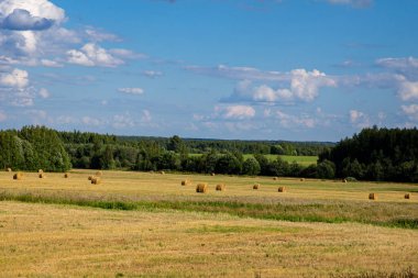Açık bir günde, tarlada kesilmiş sarı saman balyaları. Çiftlik hayvanları için besleme hazırlığı.