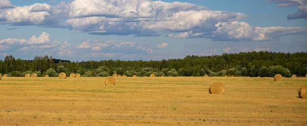 Yellow Bales Cut Hay Field Clear Day Preparation Feed Livestock — Stock Photo, Image