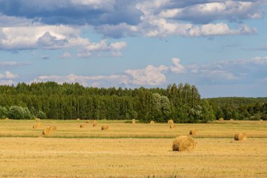 Açık bir günde, tarlada kesilmiş sarı saman balyaları. Çiftlik hayvanları için besleme hazırlığı.
