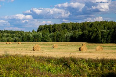 Açık bir günde, tarlada kesilmiş sarı saman balyaları. Çiftlik hayvanları için besleme hazırlığı.