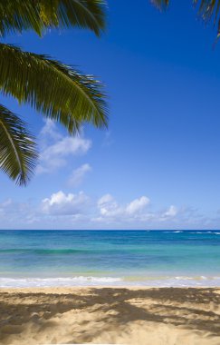 Hawaii kumlu plajda palmiye ağaçları