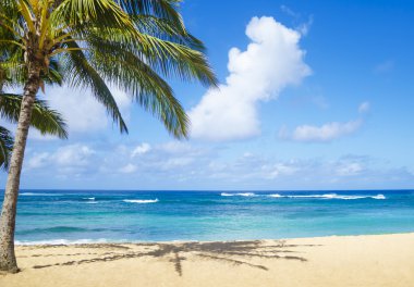Hawaii kumlu plajda palmiye ağaçları