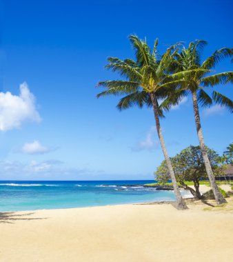 Hawaii kumlu plajda palmiye ağaçları