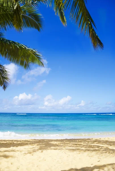 Palm trees on the sandy beach in Hawaii