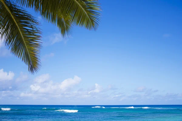 stock image Palm leaves over ocean