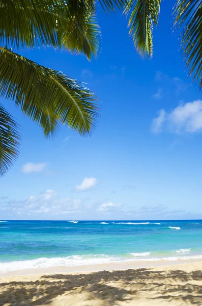 Palm trees on the sandy beach in Hawaii — Stock Photo, Image