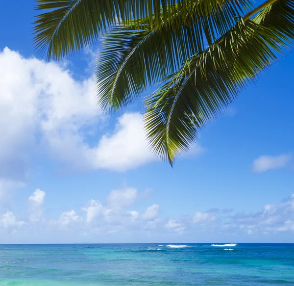 Листья пальм над океаном — стоковое фото