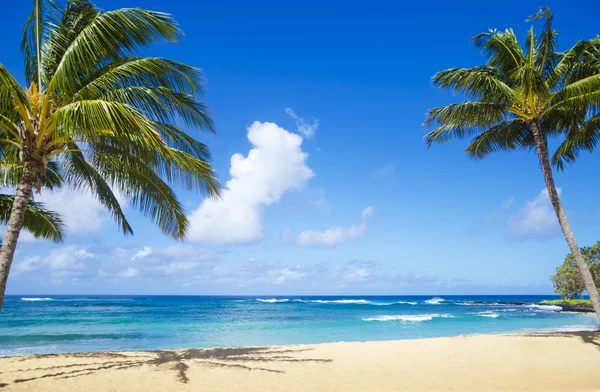 Palem na písečné pláži na Havaji — Stock fotografie