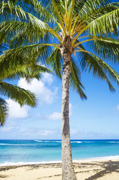 Hawaii kumlu plajda palmiye ağaçları — Stok fotoğraf