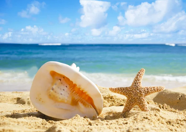 Concha e estrela do mar na praia de areia — Fotografia de Stock