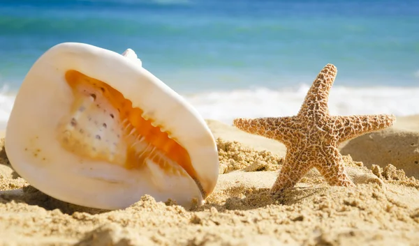 Big seashell and starfish on sandy beach — Stock Photo, Image