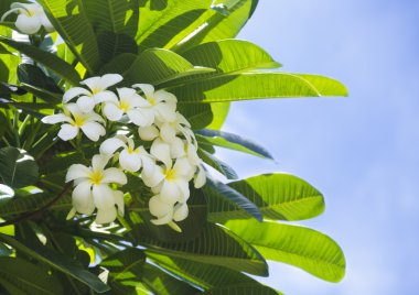 Frangipani (plumeria) çiçek