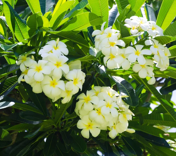 Frangipani (plumeria) çiçek — Stok fotoğraf