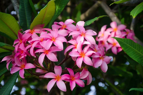 Frangipani (plumeria) çiçek — Stok fotoğraf