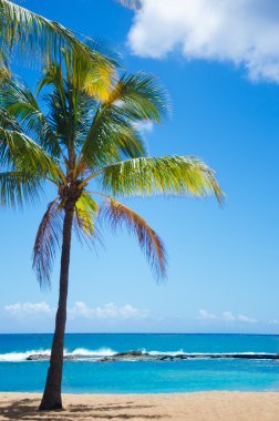 Hawaii kumlu plajda palmiye ağaçları