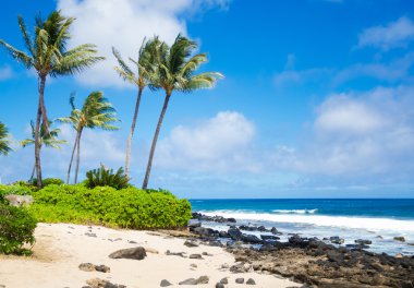 Hawaii kumlu plajda palmiye ağaçları