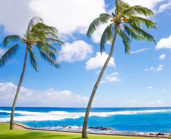 Palmen am Meer — Stockfoto