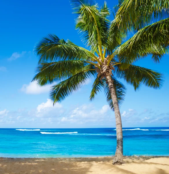 Palmeras en la playa de Hawái —  Fotos de Stock