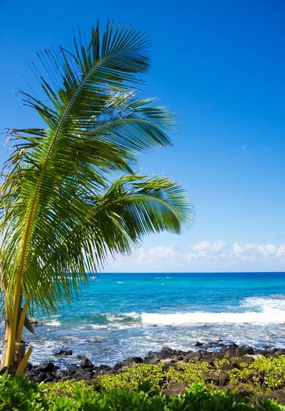 Palmeras junto al océano —  Fotos de Stock