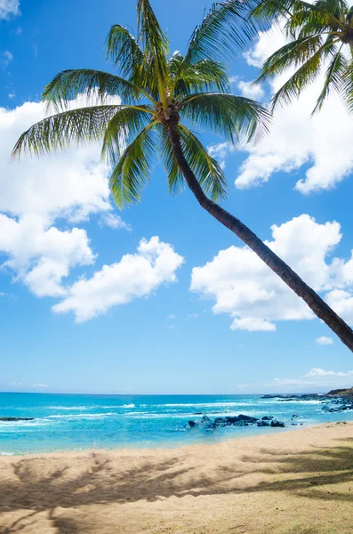 Palmeras en la playa de Hawái —  Fotos de Stock
