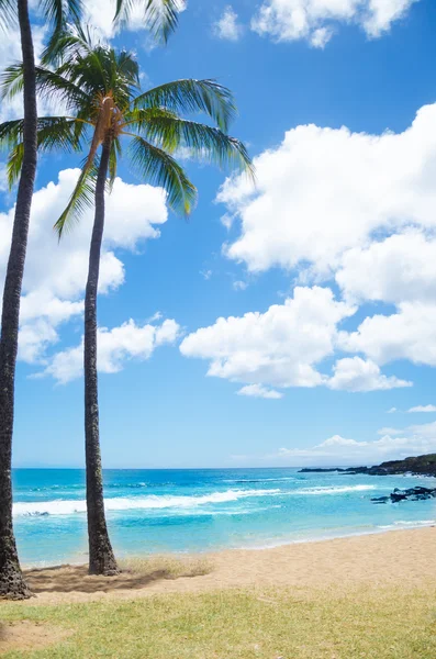 Palmeiras na praia de areia no Havaí — Fotografia de Stock