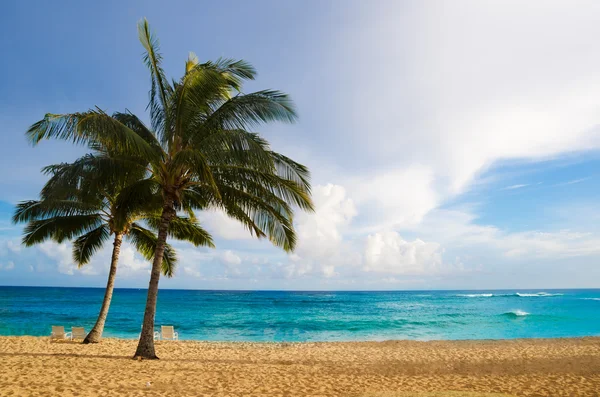 Hawaii kumlu plajda palmiye ağaçları — Stok fotoğraf