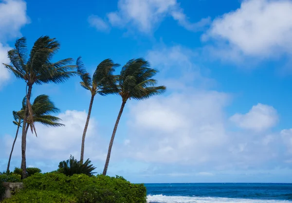 Пальмы у океана — стоковое фото