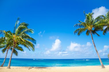 Hawaii kumlu plajda palmiye ağaçları