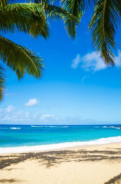 Pálmafákkal szegélyezett, homokos strandon a Hawaii — Stock Fotó