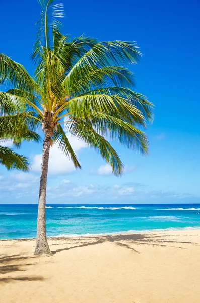 在夏威夷沙滩上的棕榈树 — 图库照片