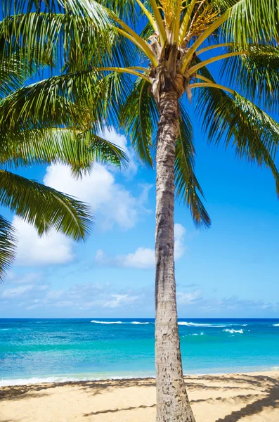 Palm trees on the sandy beach in Hawaii — Stock Photo, Image