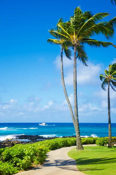 Palmen am Meer — Stockfoto