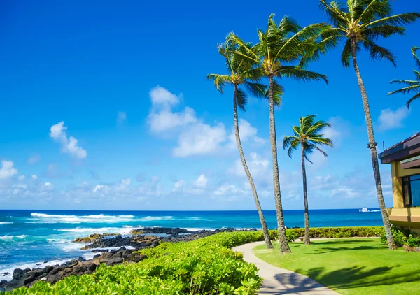 Okyanus kıyısında palmiye ağaçları — Stok fotoğraf