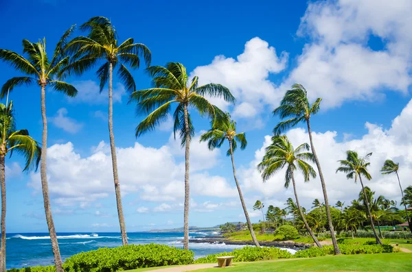 Palmeras junto al océano —  Fotos de Stock