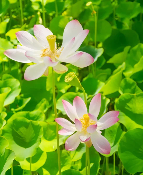 Iki lotus — Stok fotoğraf